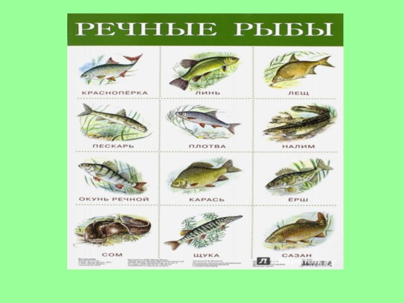 Презентация к уроку математики по теме Решение задач и числовых выражений. Задачи на увеличение (уменьшение) числа на несколько единиц (с одним множеством предметов) (1 класс)
