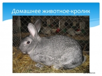 Презентация по развитию речи на основе знакомства с окружающим миром на тему Домашнее животное кролик (2 коррекционный класс)