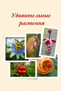 Презентация по окружающему миру на тему Необычные растения