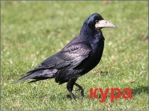 Презентация по чувашскому языку на тему Вĕçсе килекен кайăксем(5класс)