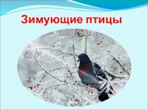 Зимующие птицы