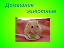 Презентация Домашние животные (Дошкольное воспитание)