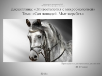 Презентация по эпизоотологии на тему: Сап. Мыт.