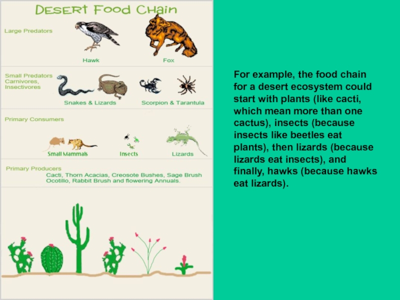 Презентация для 7 класса по английскому языку Цепи питания For example, the food chain for a desert ecosystem could start For example, the food chain for a desert ecosystem could start with plants (like cacti, which mean