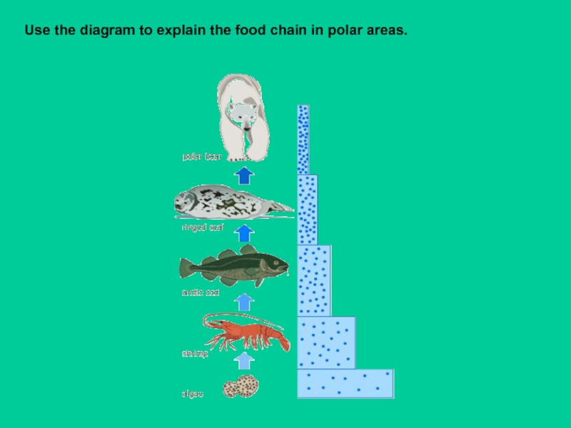 Презентация для 7 класса по английскому языку Цепи питания Use the diagram to explain the food chain in polar areas. Use the diagram to explain the food chain in polar areas.