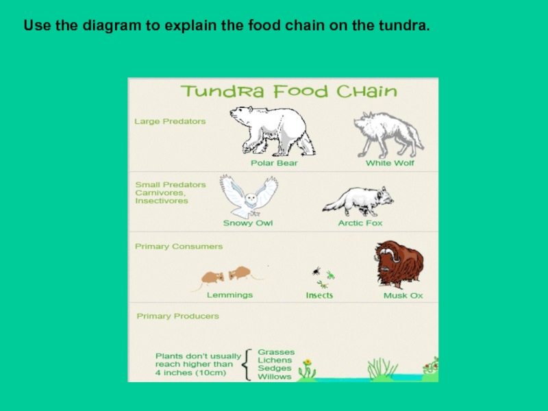 Презентация для 7 класса по английскому языку Цепи питания Use the diagram to explain the food chain on the tundra. Use the diagram to explain the food chain on the tundra.