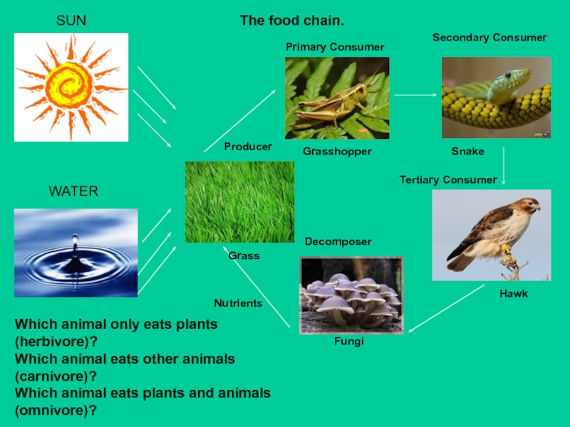Презентация для 7 класса по английскому языку Цепи питания The food chain.SUNWATERPrimary ConsumerGrasshopperSecondary ConsumerTertiary ConsumerDecomposerFungiNutrientsSnakeHawkProducerGrassWhich animal only eats plants (herbivore)? The food chain.SUNWATERPrimary ConsumerGrasshopperSecondary ConsumerTertiary ConsumerDecomposerFungiNutrientsSnakeHawkProducerGrassWhich animal only eats plants (herbivore)?
