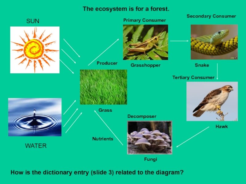 Презентация для 7 класса по английскому языку Цепи питания The ecosystem is for a forest.How is the dictionary entry (slide The ecosystem is for a forest.How is the dictionary entry (slide 3) related to the diagram? SUNWATERPrimary