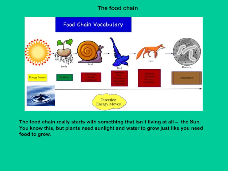 Презентация для 7 класса по английскому языку Цепи питания The food chainThe food chain really starts with something that isn`t The food chainThe food chain really starts with something that isn`t living at all – the Sun.