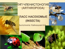 Презентация по биологии Тип членистоногие. Класс насекомые