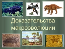 Презентация по биологии на тему  Доказательства эволюции.