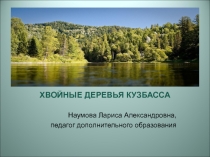 Презентация Хвойные деревья Кузбасса для младших школьников
