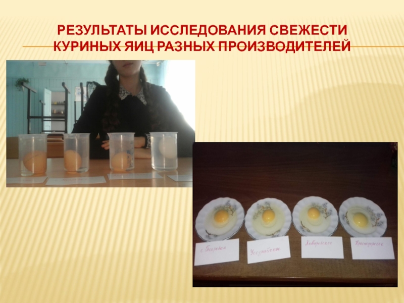 Исследовательская работа и презентация Определение свежести куриных яиц Результаты исследования свежести куриных яиц разных производителей Результаты исследования свежести куриных яиц разных производителей