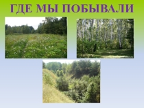 Презентация по окружающему миру на тему В ельнике (2 класс)