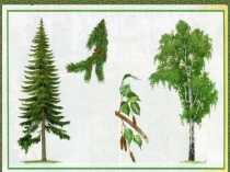 Презентация по окружающему миру Хвойные деревья