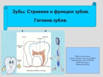Презентация к уроку Зубы.Строение зубов.Гигиена зубов
