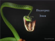 Презентация по биологии Подотряд Змеи