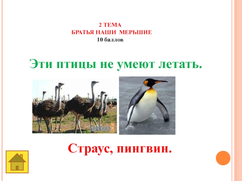 Земля -наш общий дом 2 ТЕМАБРАТЬЯ НАШИ МЕРЬШИЕ10 баллов Эти птицы не умеют летать. Страус, пингвин. 2 ТЕМАБРАТЬЯ НАШИ МЕРЬШИЕ10 баллов Эти птицы не умеют летать. Страус, пингвин.