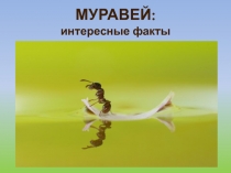 Презентация для занятия кружка эколого-биологической направленности на тему Муравей
