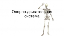 Презентация  по биологии Опорно-двигательная система. Скелет