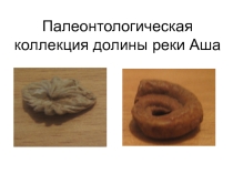 Презентация по краеведению: Палеонтологические ископаемые долины реки Аша