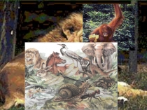 Презентация к уроку окружающего мира по теме Разнообразие животных