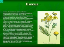 Презентация по Окружающему миру на тему: Лекарственные растения