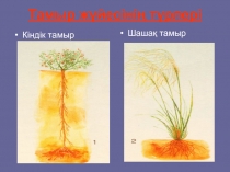 Презентация по биологии Тамыр жүйесінің түрлері