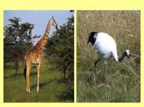 :Согласный звук ж, буква ж