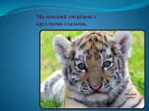 Презентация к песне Тигренок(внеклассное мероприятие, 1 класс)