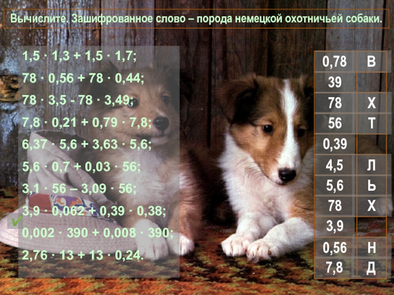 Игра по математике Вычислите. Зашифрованное слово Вычислите. Зашифрованное слово – порода немецкой охотничьей собаки. 1,5 · 1,3 Вычислите. Зашифрованное слово – порода немецкой охотничьей собаки. 1,5 · 1,3 + 1,5 · 1,7;78 · 0,56