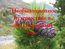 Внеклассное мероприятие Необыкновенное путешествие в обыкновенный лес