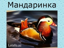 Презентация к уроку окружающего мира. Мандаринка.