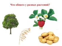 Презентация по окружающему миру на тему Что общего у разных растений 1 класс0