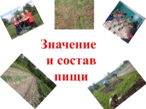 Презентация по биологии в 8 классе на тему Значение пищи и её состав.