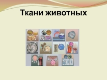 Презентация-тренажер по теме Ткани животных
