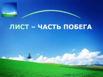 Презентация по биологии Строение и функции листа
