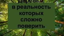 Презентация к урокам окружающего мира Удивительные деревья