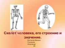 Презентация 8 класс Скелет Человека