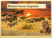 Животные жарких стран