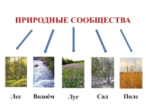 Презентация к уроку Птицы леса