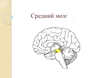 Строение и функции среднего мозга