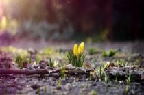 Презентация к уроку литературного чтения Е.Благинина