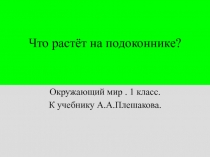 Презентация по окружающему миру Что растет на подоконнике