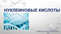 Презентация по биологии на тему Нуклеиновые кислоты