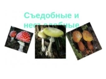 Презентация по биологии на тему: Грибы