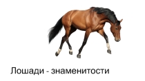 Знаменитости конного спорта среди лошадей