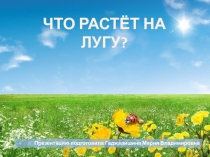 Презентация Что растет на лугу