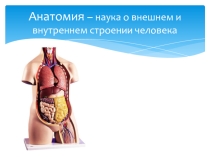 Презентация по предмету Естествознание, раздел Биология