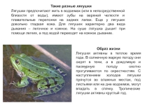 Презентация к уроку эколого-прикладного кружка Лягушки (7 класс)